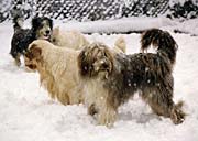 4 dogs in the snow