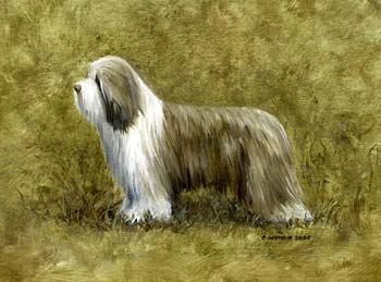 Bearded Collie Oil Painting