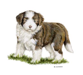Brown Beardie Pup Painting