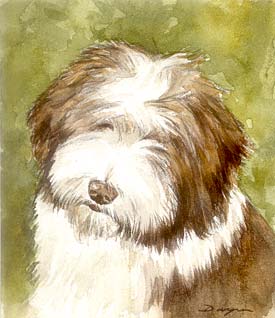 Beardie Pup Watercolour