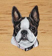 Boston Terrier portrait close-up