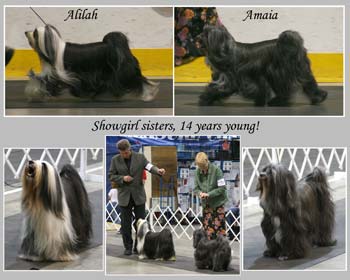 Tibetan Terrier Show Collage