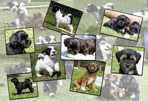 Tibetan Terrier Litter Collage