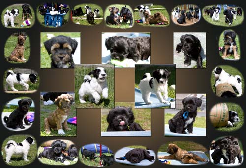 Tibetan Terrier Litter Collage