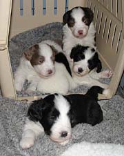 Yancey's pups in the crate