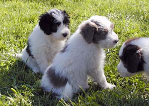 Yancey's pups