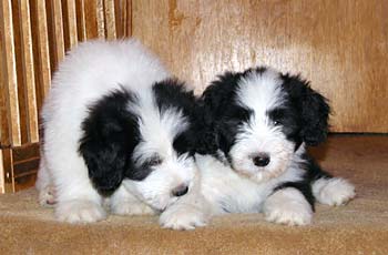 Yancey's pups
