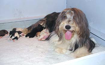 Yancey and her pups