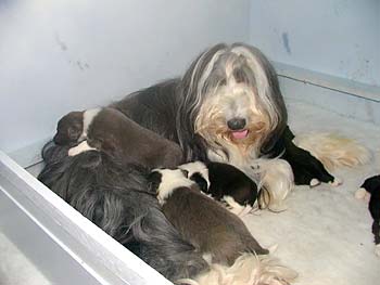 Danni and her pups