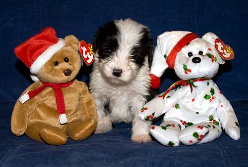 Danni's pup 'Elfie' with the Beanie Baby teddies