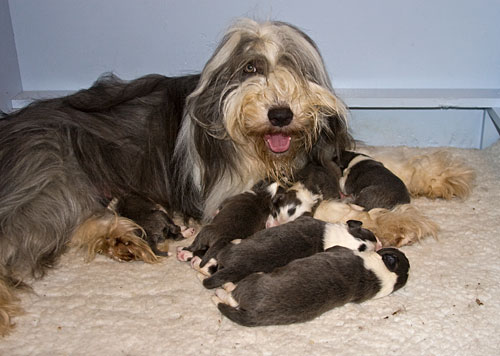 Frankie and her pups