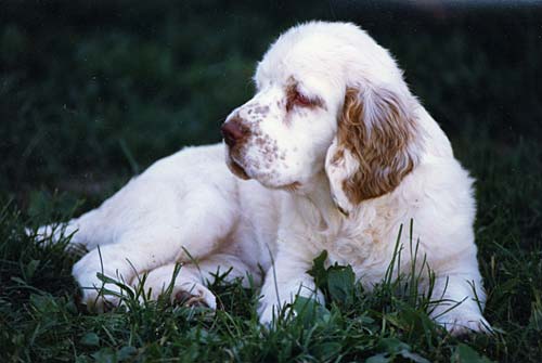 Clumber spaniel club of 2024 america