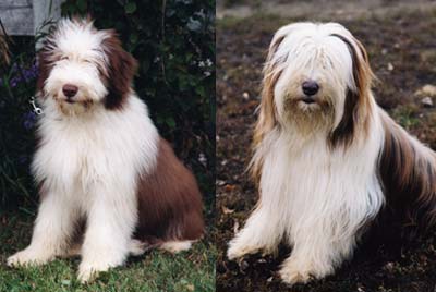 Theo Pup & Adult